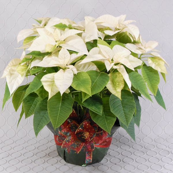 Poinsettia White 
