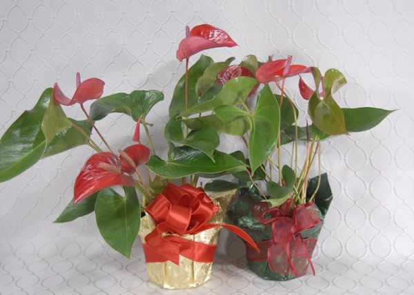 Anthurium Plant #2981
