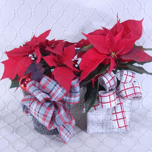 Poinsettia Red #2905