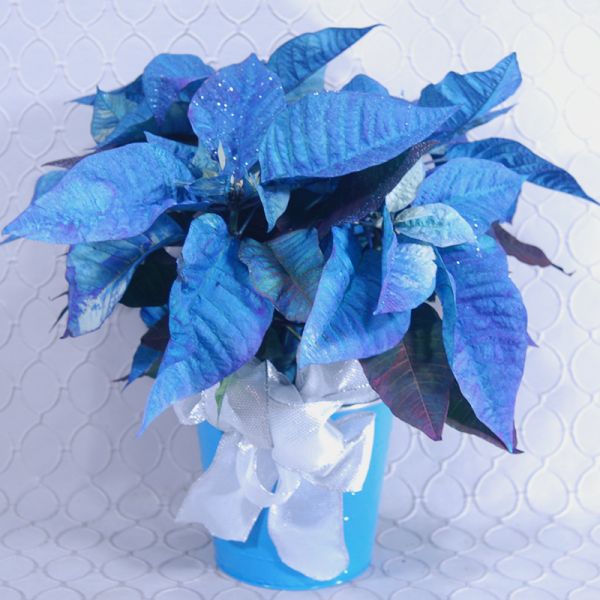 Blue Poinsettia Glittered #2882