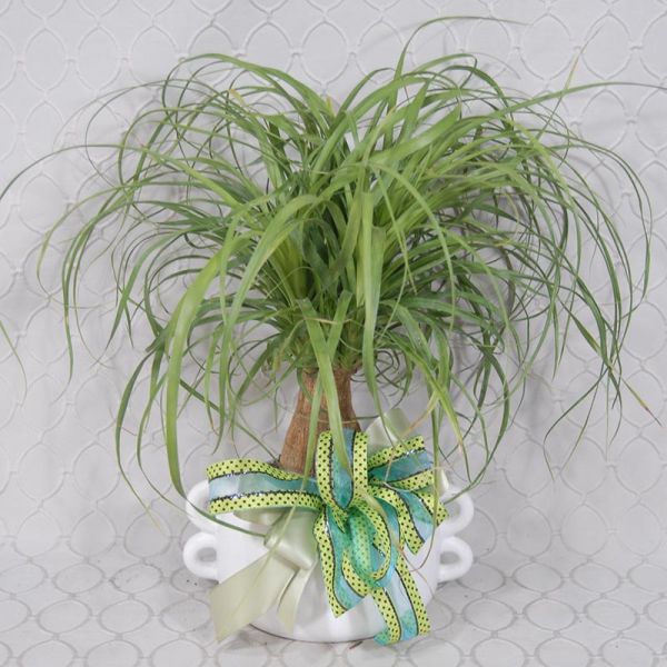 PonyTail Palm Plant # 1576