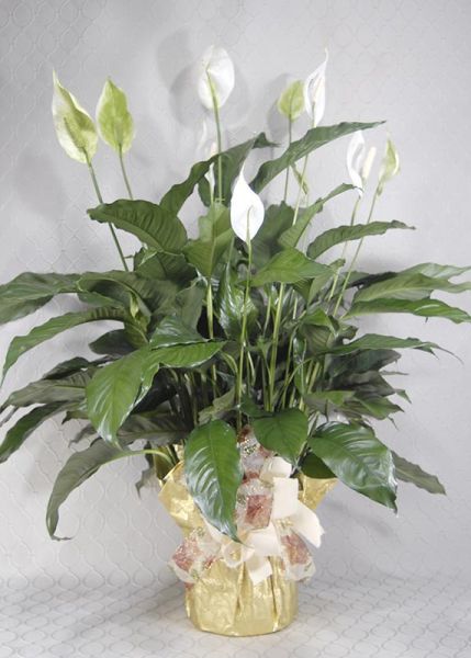Peace lily #3653