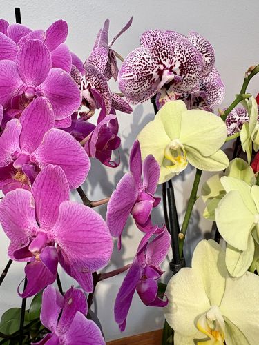 Orchid Plant #RF2606