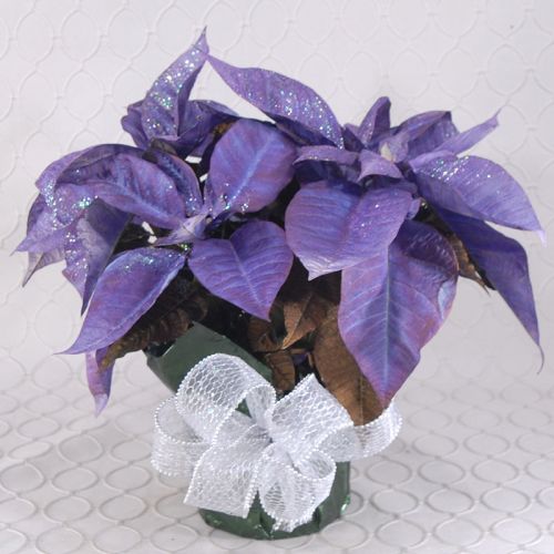 Poinsettia #2142