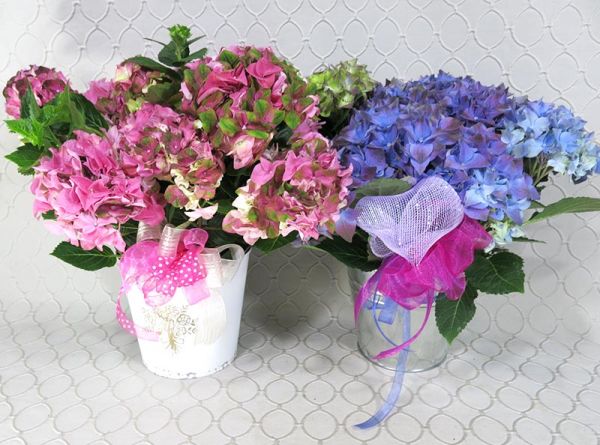 Hydrangea Plant #3563