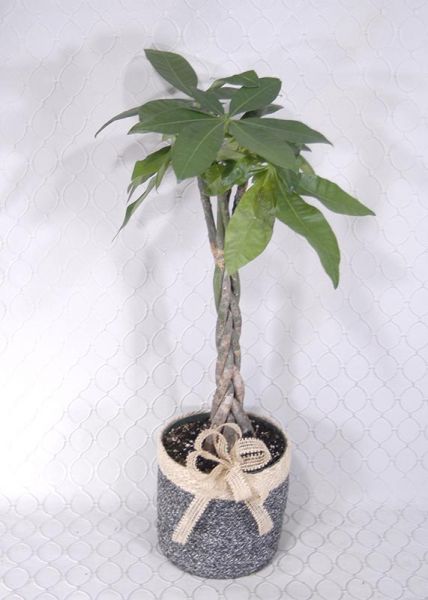 Braided Money Tree Plant #1830