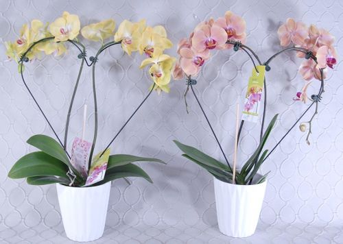 Heart Shaped Orchid Plant