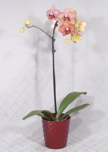 Orchid Plant 1636