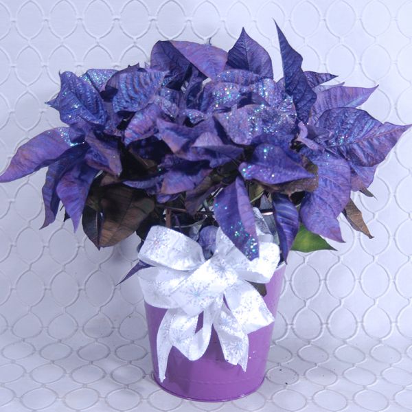 Purple Poinsettia Glittered #2881