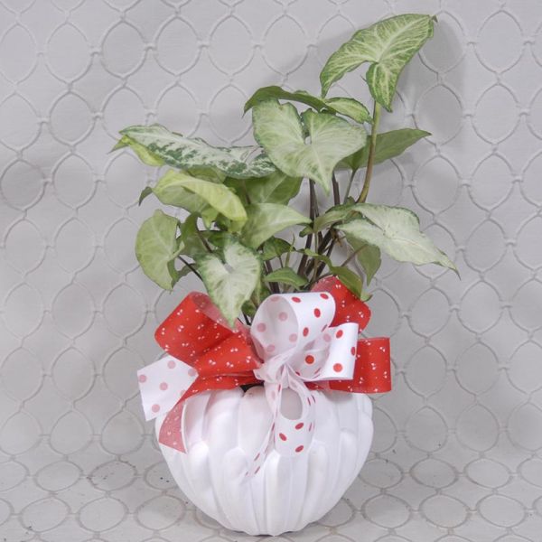 Nephthytis plant #3553