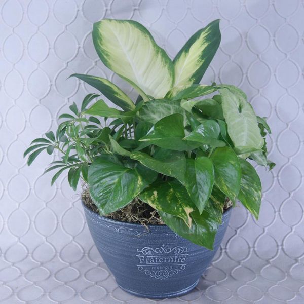 Planter #2869