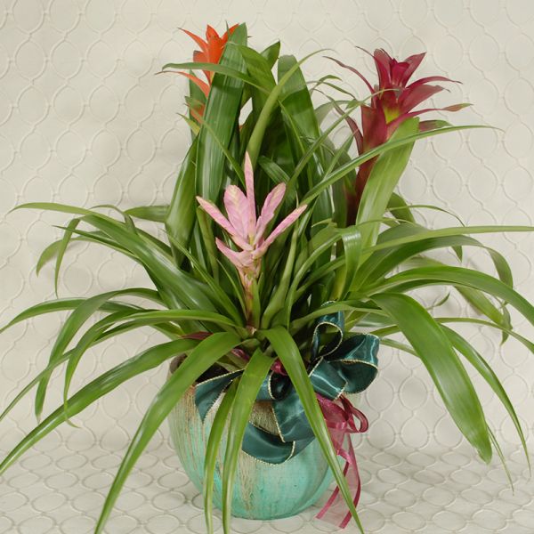 Triple Bromelaid Planter