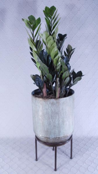 Black ZZ Plant #RF2836