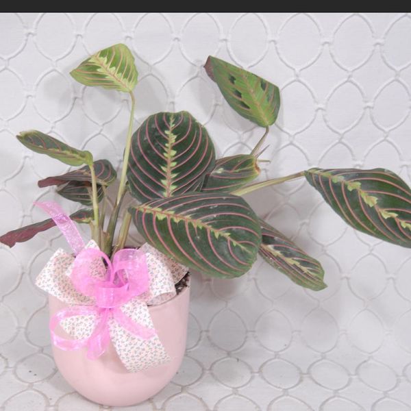 Prayer Plant in ceramic container #3552