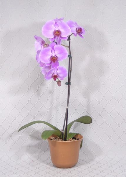 Orchid Plant 1635