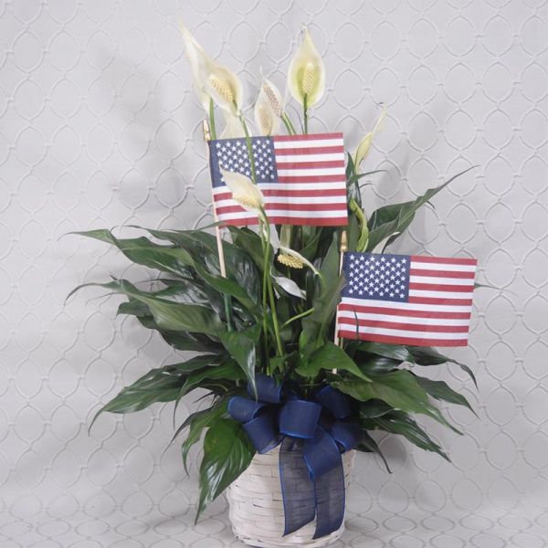 Patriotic Peace Lily  #3613