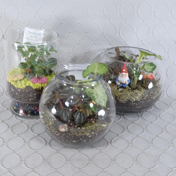 Terrarium #1794