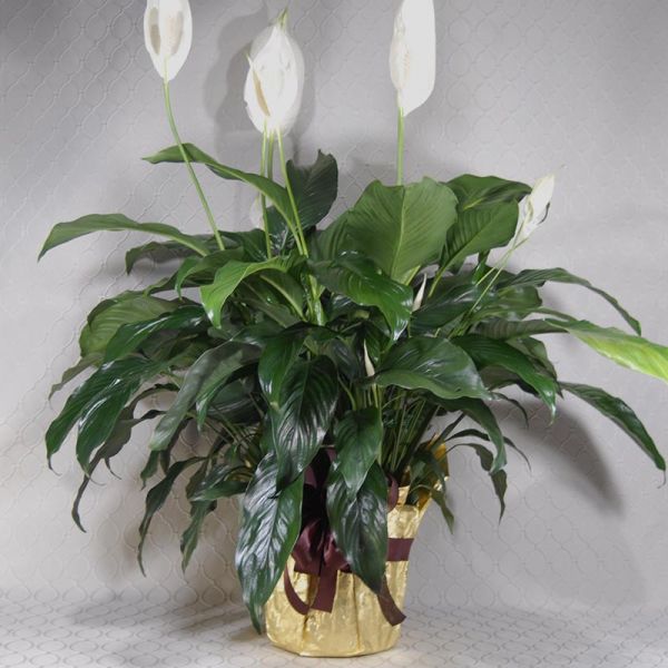 Peace Lily Gold & Burgundy  RF3528
