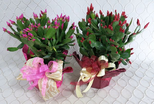 Blooming Spring Cactus Plant #3509