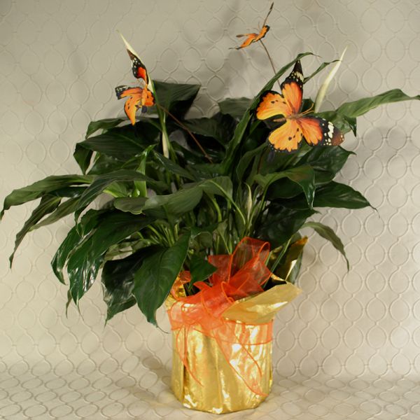 Flutter Peace Lily RF2649