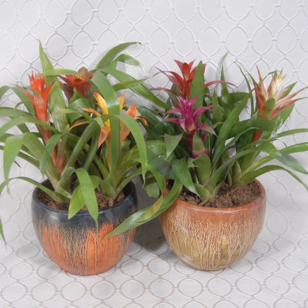 Bromeliad Plant #3542