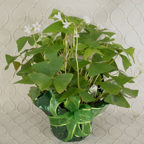 Shamrock Plant #2625