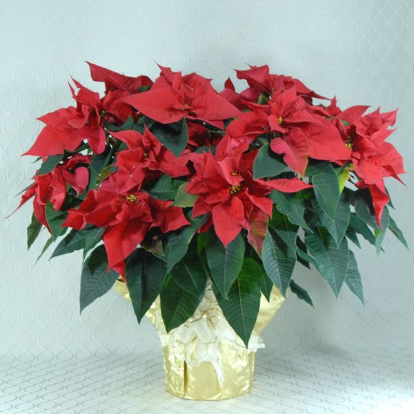 Poinsettia #2134