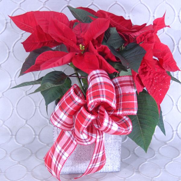 Red Poinsettia  #2887