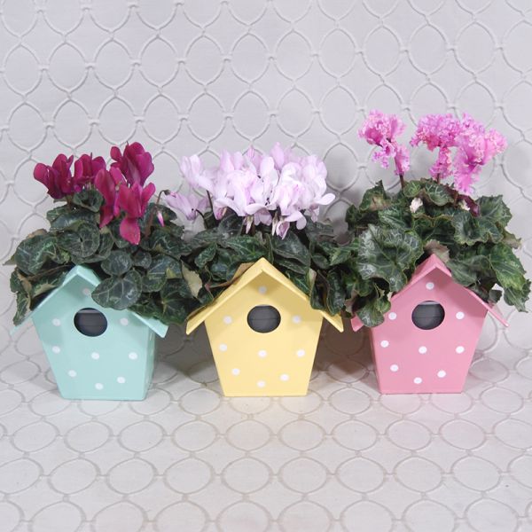 Birdhouse Blooming Plant #3506