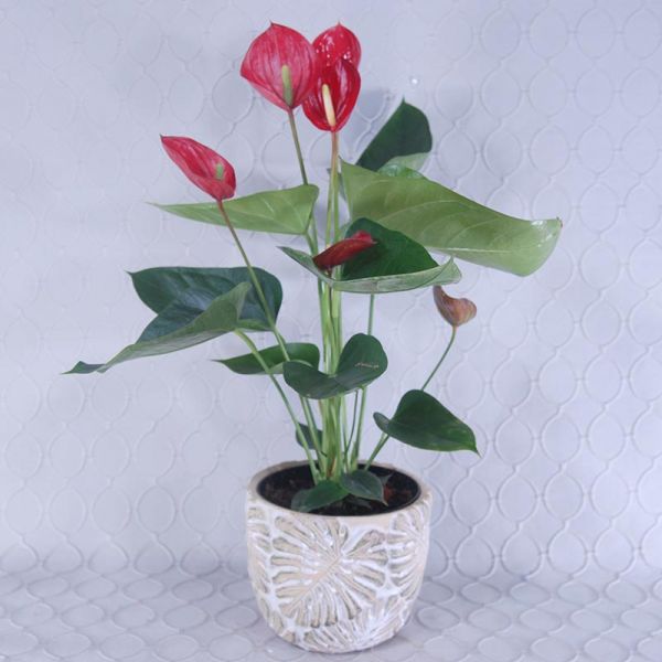 Anthurium Plant  #2853