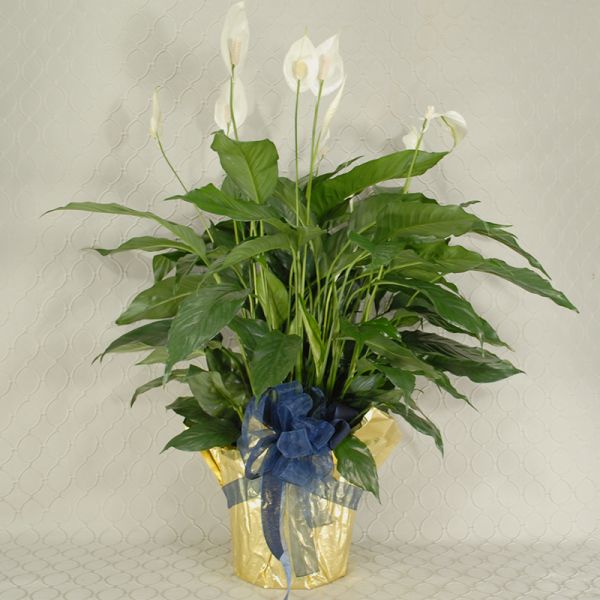 Timeless Peace Lily Blue