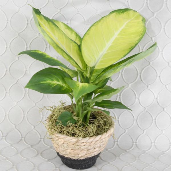 Delightful Dieffenbachia 