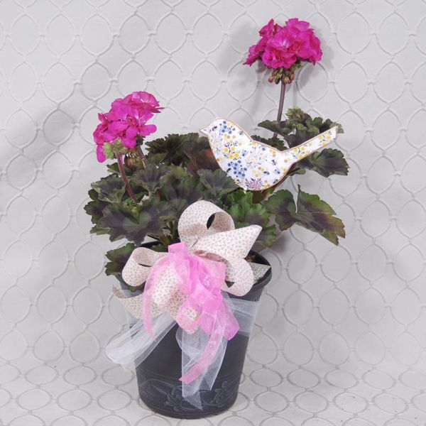 Geranium Plant  #3555