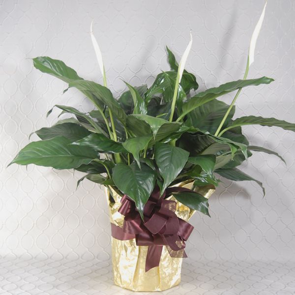 Timeless Peace Lily 
