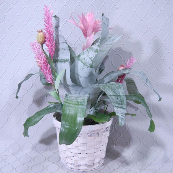 Bromeliad Plant #2873