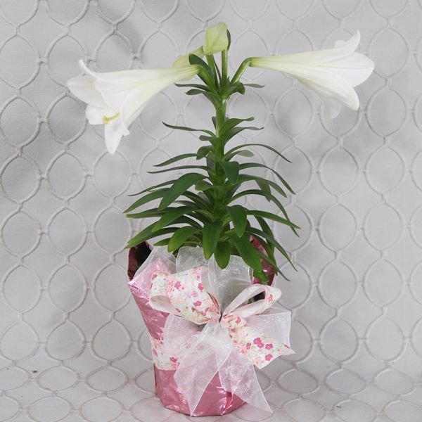 Easter lily Plant  