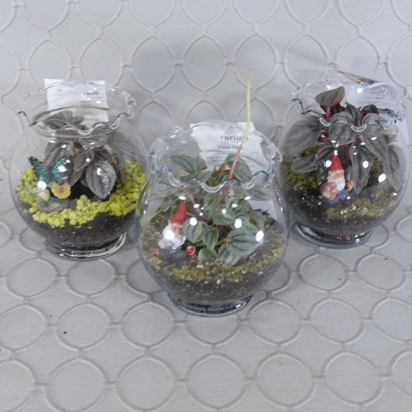 Terrarium #1796