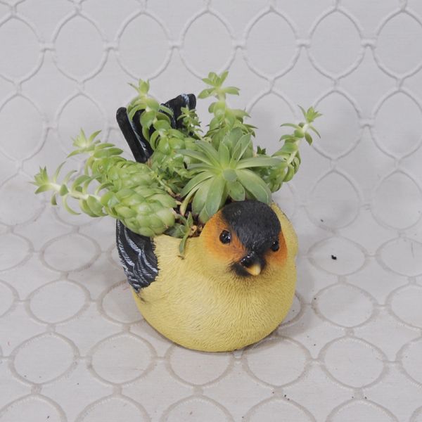 Succulent Garden #1705