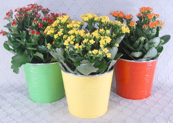 Blooming Plant #2624